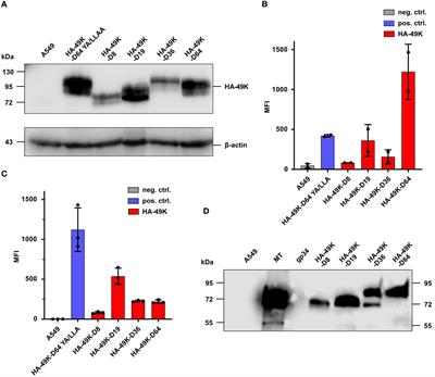 Inhibition of B cell receptor signaling induced by the human adenovirus species D E3/49K protein